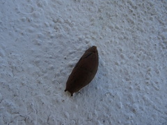 Drusia valenciennii