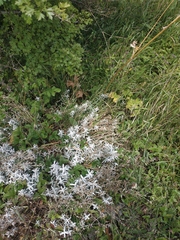 Cerastium biebersteinii