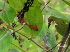 Pyrausta phoenicealis