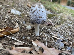 Coprinellus flocculosus