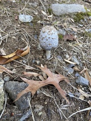 Coprinellus flocculosus