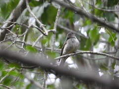 Contopus hispaniolensis