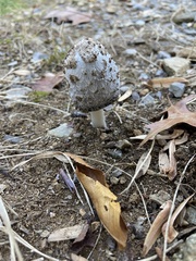 Coprinellus flocculosus