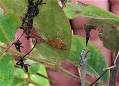 Pyrausta phoenicealis