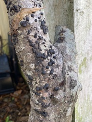 Annulohypoxylon annulatum