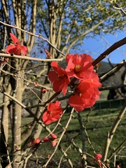 Chaenomeles