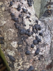 Annulohypoxylon annulatum