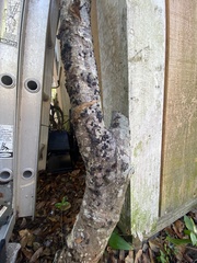 Annulohypoxylon annulatum