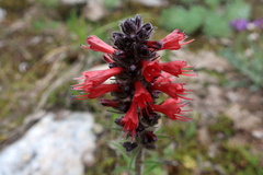 Pontechium maculatum