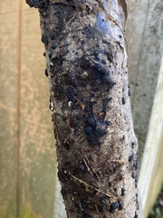Annulohypoxylon annulatum