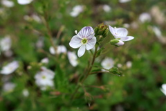 Veronica peduncularis