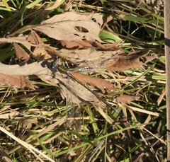 Lestes virens vestalis
