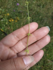 Cruciata pedemontana