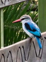 Halcyon senegalensis