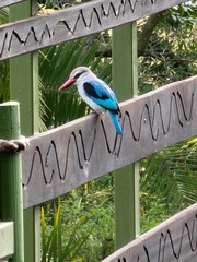 Halcyon senegalensis