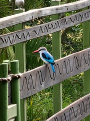 Halcyon senegalensis