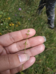Cruciata pedemontana