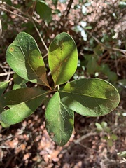 Quercus myrtifolia