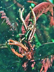 Allogalathea elegans