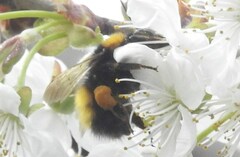 Bombus haematurus