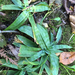 Carex platyphylla - Photo (c) James Mickley, algunos derechos reservados (CC BY-NC), uploaded by James Mickley