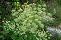 Agasyllis latifolia