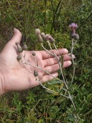 Cirsium arvense vestitum