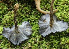 Craterellus calyculus