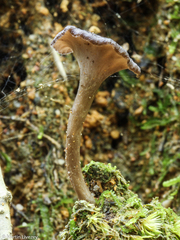 Craterellus calyculus
