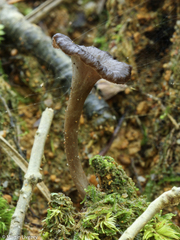 Craterellus calyculus