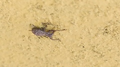 Entiminae
