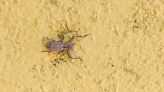 Entiminae