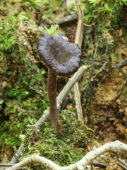 Craterellus calyculus
