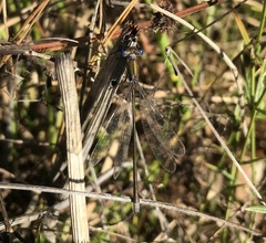 Lestes virens vestalis