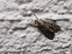 Lithophane furcifera