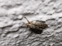 Lithophane furcifera