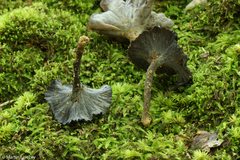 Craterellus calyculus