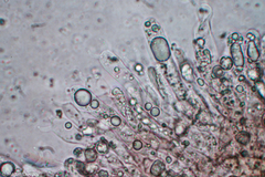 Craterellus calyculus