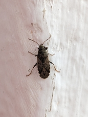 Heterogaster urticae
