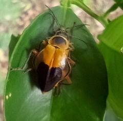 Chauliognathus missionum