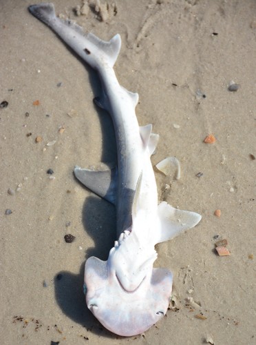 Bonnet hammerhead (Sphyrna tiburo) — Sphyrnidae — 3