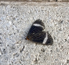 Lepidoptera