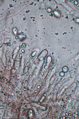 Craterellus calyculus