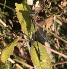 Lestes virens vestalis