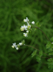 Thalictrum sparsiflorum