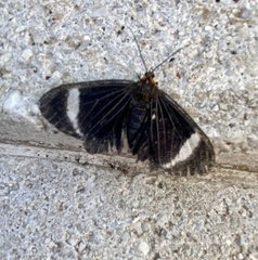 Lepidoptera