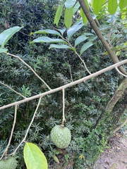 Annona montana