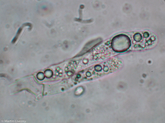 Craterellus calyculus