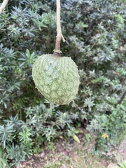 Annona montana