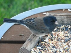 Junco hyemalis cismontanus